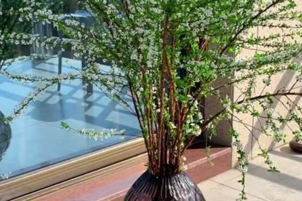 干枝雪柳能不能开花，水养期间保持适温经过20-25天就会出现花朵