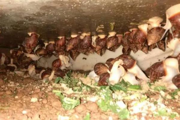 白玉蜗牛怎么养殖，养殖场地需充分做好防逃措施