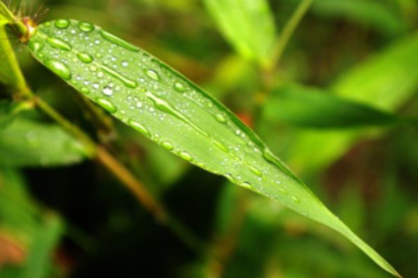 怎么养殖水竹，生长季节让盆土保持湿润