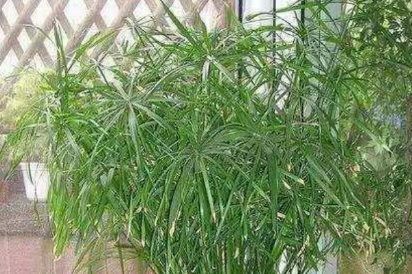 怎么养殖水竹，生长季节让盆土保持湿润