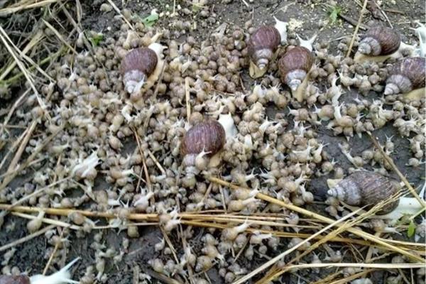 白玉蜗牛怎么养殖，养殖场地需充分做好防逃措施