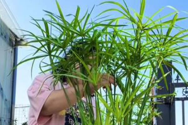 怎么养殖水竹，生长季节让盆土保持湿润