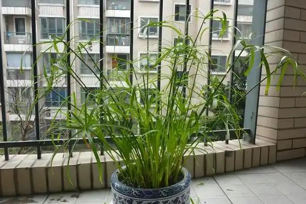 怎么养殖水竹，生长季节让盆土保持湿润