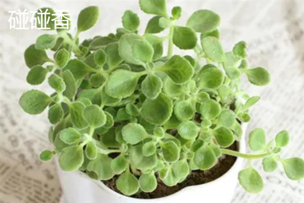 带香味的多肉品种，常见的有碰碰香、蓝豆等