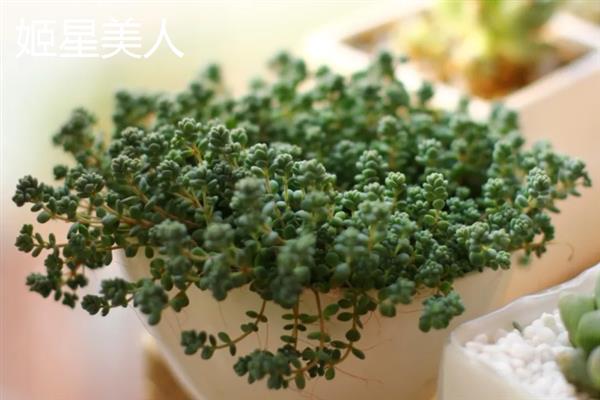 带香味的多肉品种，常见的有碰碰香、蓝豆等
