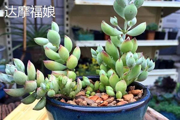 带香味的多肉品种，常见的有碰碰香、蓝豆等