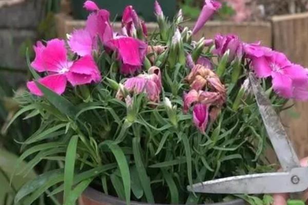 石竹花开败了如何处理，将残花连同花茎一起剪除可节省养分