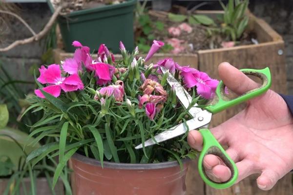石竹花开败了如何处理，将残花连同花茎一起剪除可节省养分