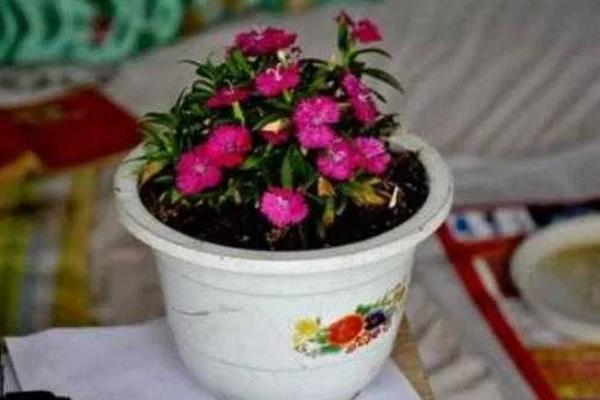 石竹花开败了如何处理，将残花连同花茎一起剪除可节省养分