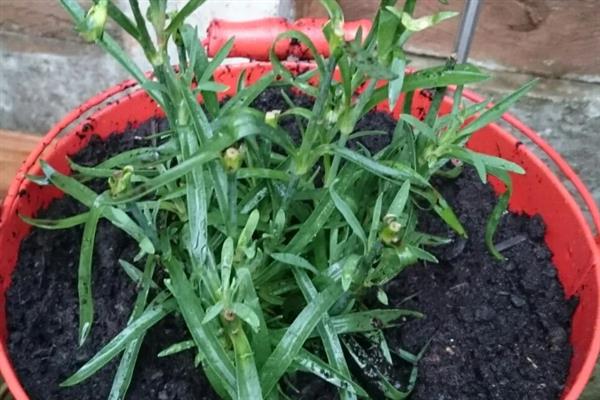 石竹花开败了如何处理，将残花连同花茎一起剪除可节省养分