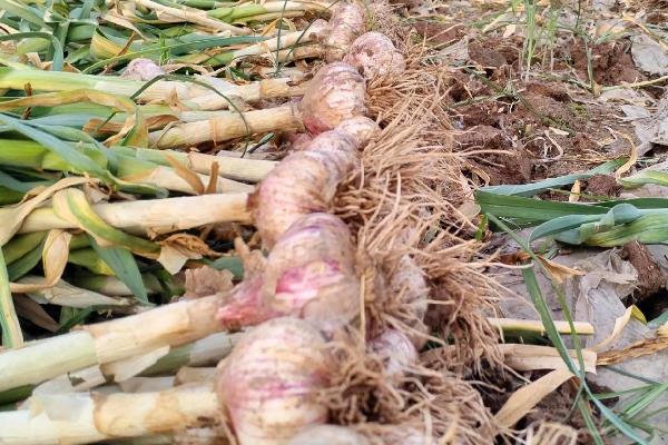 河南省台前县的特产，吴坝大蒜被视为上乘调味品