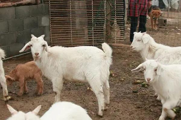 河南省台前县的特产，吴坝大蒜被视为上乘调味品