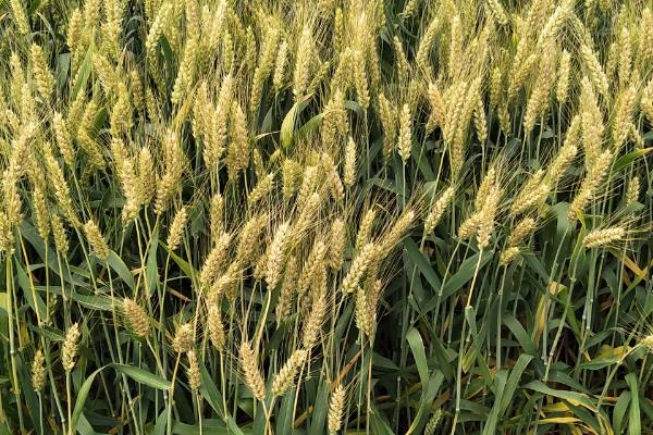 河南省台前县的特产，吴坝大蒜被视为上乘调味品