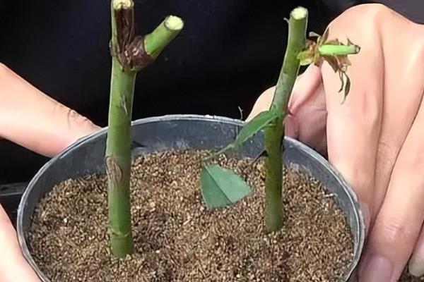 蔷薇扦插怎么快速生根，在春末夏初的时候进行为佳