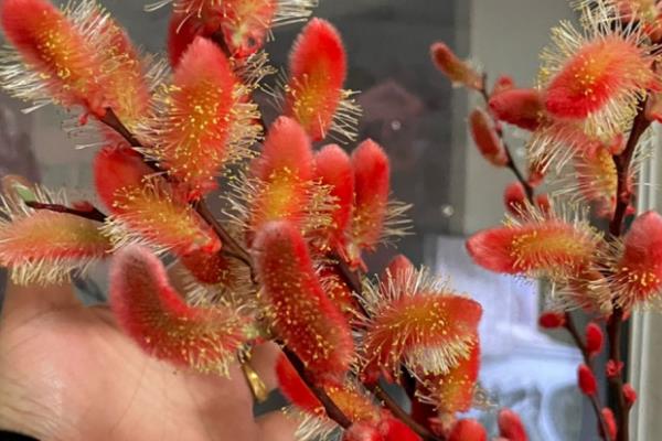 银柳掉色是正常的吗，有些掉色也非常正常