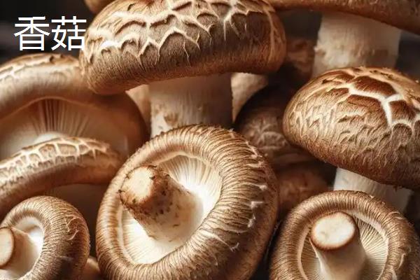 口蘑、香菇、草菇的区别是什么，科属、产地和别称均不同