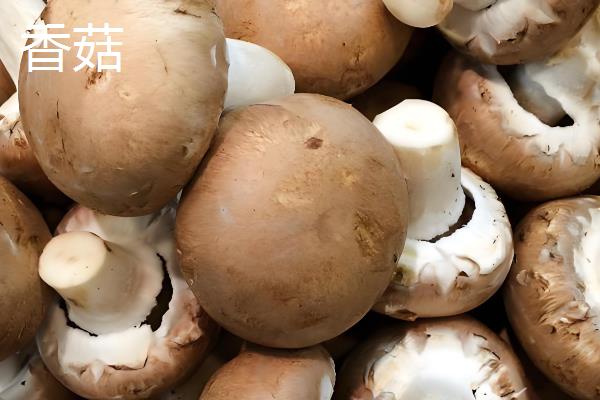 口蘑、香菇、草菇的区别是什么，科属、产地和别称均不同
