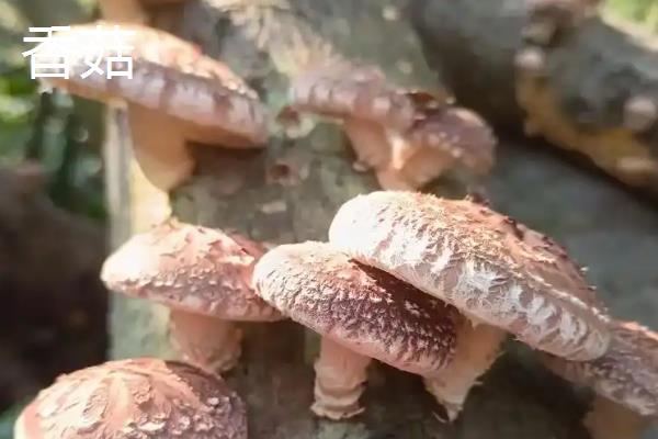 口蘑、香菇、草菇的区别是什么，科属、产地和别称均不同