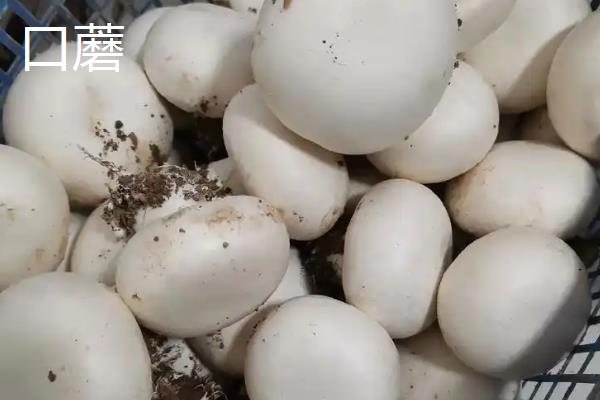 口蘑、香菇、草菇的区别是什么，科属、产地和别称均不同