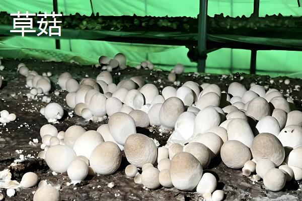 口蘑、香菇、草菇的区别是什么，科属、产地和别称均不同