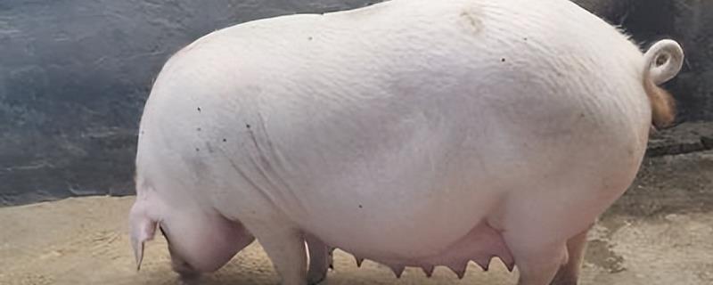 养猪场的建设选址方法，水源必须充足优质