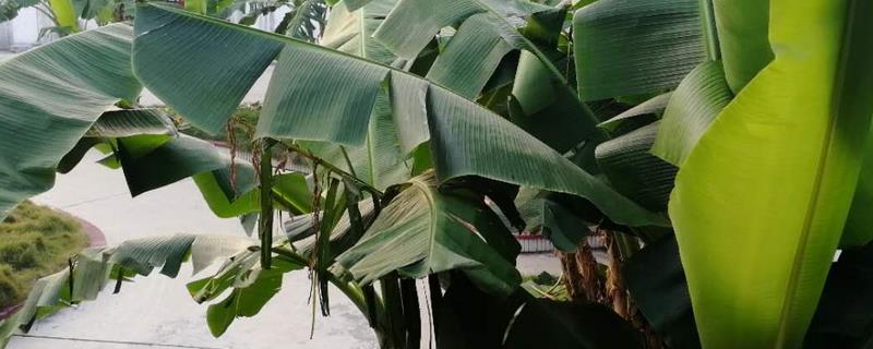 芭蕉叶是不是香蕉的叶片，二者不是同一种植物