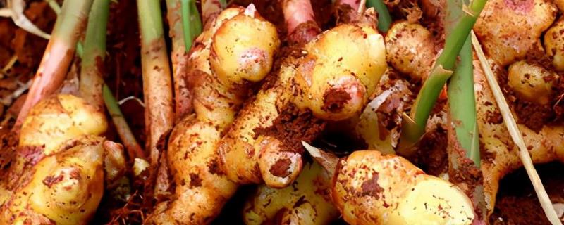 用姜摆成姜山的方法，用骨架搭建造型再堆积生姜