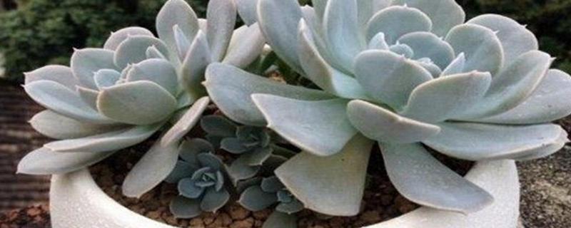 避免电脑辐射可以养殖哪些花朵，推荐石莲花、吊兰等