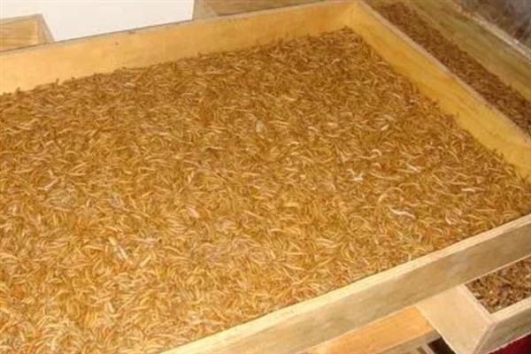 蛋白虫是不是黄粉虫，蛋白虫即黄粉虫