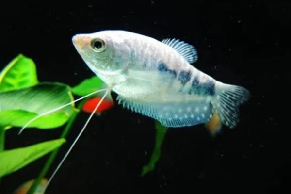 蛋白虫是不是黄粉虫，蛋白虫即黄粉虫