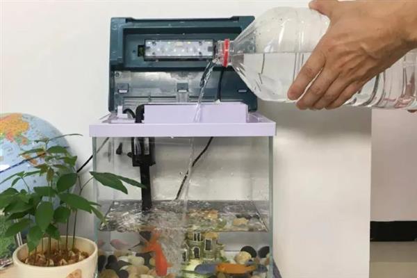 蛋白虫是不是黄粉虫，蛋白虫即黄粉虫
