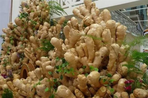 用姜摆成姜山的方法，用骨架搭建造型再堆积生姜