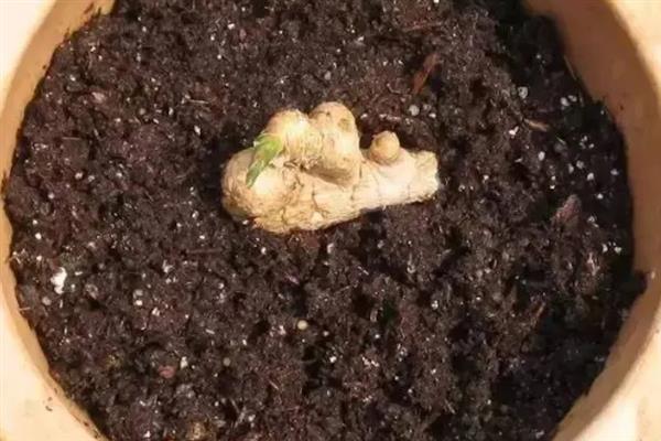 用姜摆成姜山的方法，用骨架搭建造型再堆积生姜