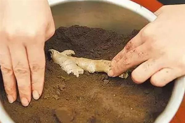 用姜摆成姜山的方法，用骨架搭建造型再堆积生姜