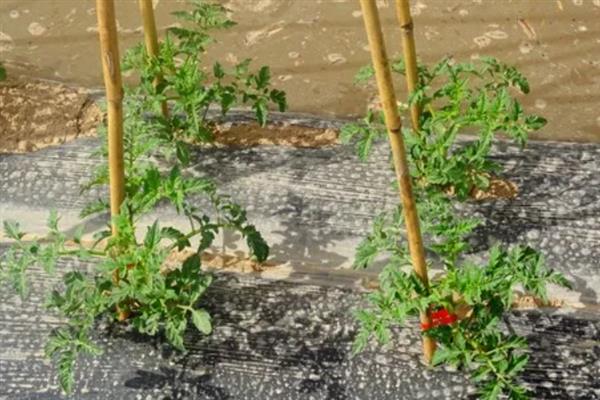 西红柿定植后的管理方法，定植后间隔1个星期再浇水