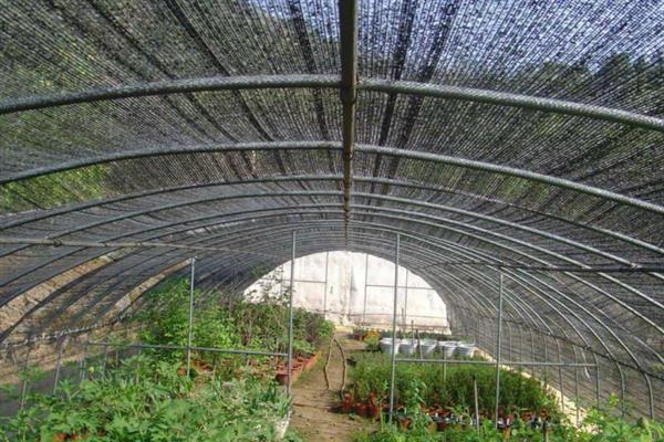 西红柿定植后的管理方法，定植后间隔1个星期再浇水