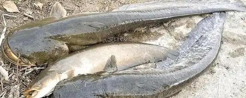 十月份能钓鲶鱼吗，10月份是可以钓鲶鱼的