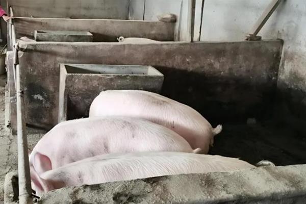 母猪难产如何解决，轻轻按压腹部能起到助产作用
