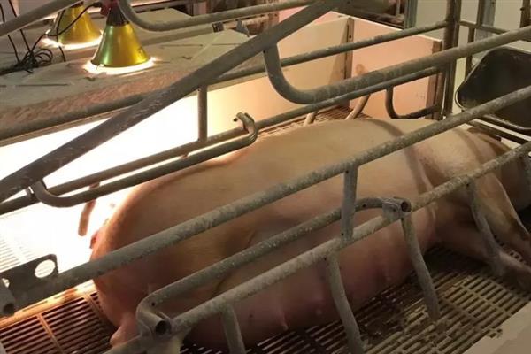 母猪难产如何解决，轻轻按压腹部能起到助产作用