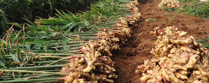 大姜为什么黄叶，一般是光照过强、土壤板结等因素导致