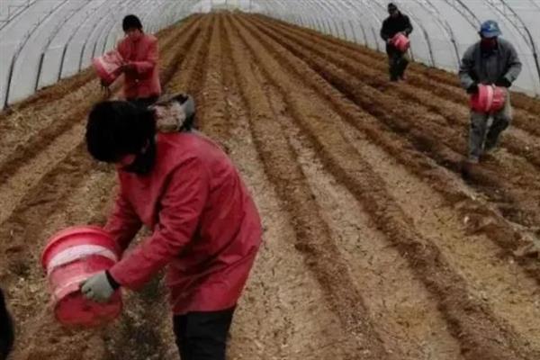 底肥是放底部还是混在土里，一般是放在底部