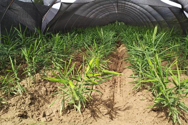 大姜为什么黄叶，一般是光照过强、土壤板结等因素导致