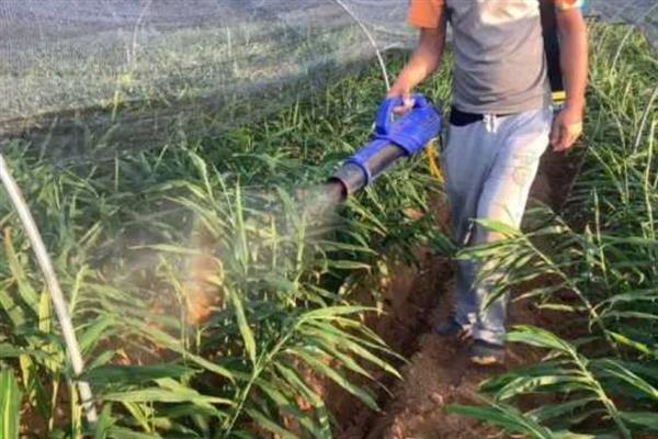 大姜为什么黄叶，一般是光照过强、土壤板结等因素导致