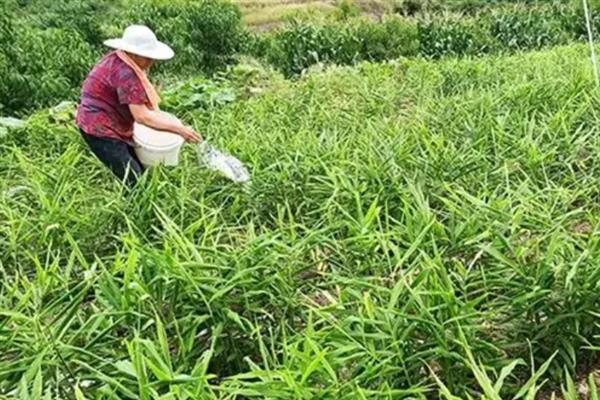 大姜为什么黄叶，一般是光照过强、土壤板结等因素导致