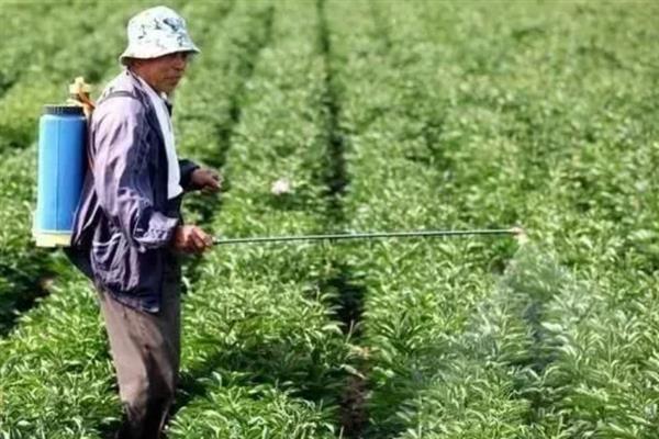 大姜为什么黄叶，一般是光照过强、土壤板结等因素导致