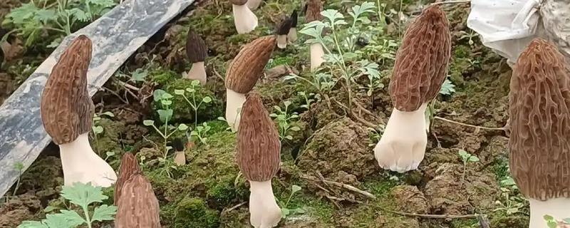 种植羊肚菌的成本，一亩地需要1万元左右