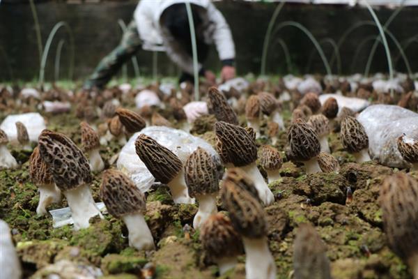 种植羊肚菌的成本，一亩地需要1万元左右