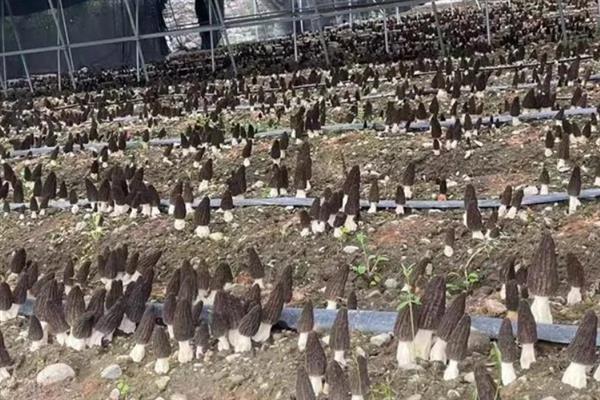 种植羊肚菌的成本，一亩地需要1万元左右