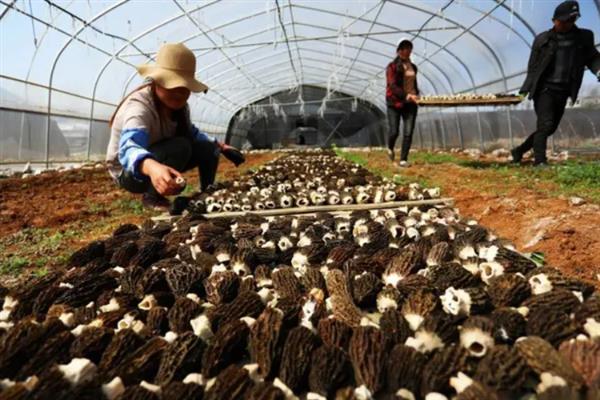 种植羊肚菌的成本，一亩地需要1万元左右