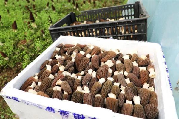 种植羊肚菌的成本，一亩地需要1万元左右